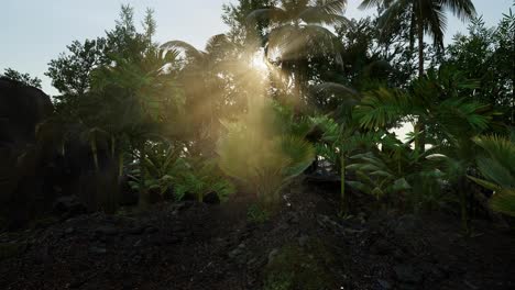 Sunset-Beams-through-Palm-Trees